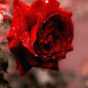 Meet your Posher, Emilie